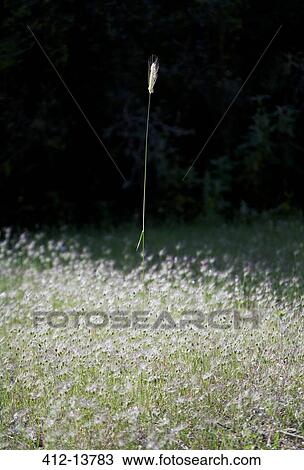 Towering stalk in field of flowers View Large Photo Image Stock Image - Towering stalk in field of flowers. Fotosearch
