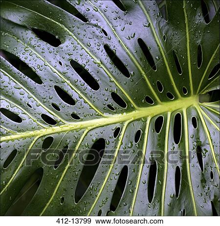 Water droplets on Swiss cheese plant leaf View Large Photo Image Stock Photo - Water droplets on Swiss cheese plant leaf. Fotosearch
