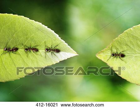 Stock Image - Ant stranded on leaf. Fotosearch