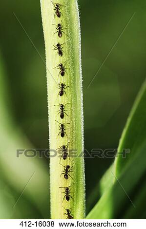 Ants crawling up leaf View Large Photo Image Stock Photo - Ants crawling up leaf. Fotosearch