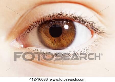 Stock Photograph - Extreme close up of brown eye. Fotosearch