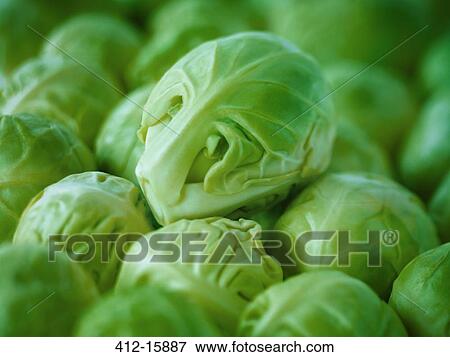 Extreme close up of raw brussels sprouts View Large Photo Image Stock Photo - Extreme close up of raw brussels sprouts. Fotosearch
