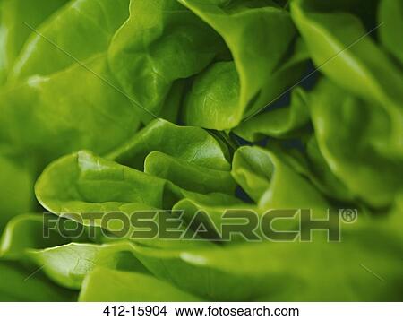 Extreme close up of round lettuce View Large Photo Image Picture - Extreme close up of round lettuce. Fotosearch