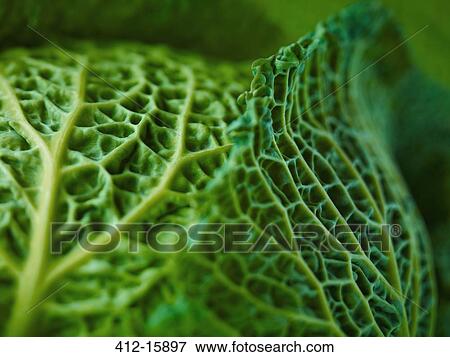 Stock Photo - Extreme close up of Savoy cabbage. Fotosearch