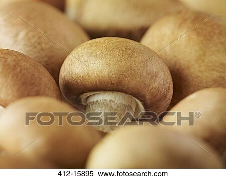 Extreme close up of whole chestnut mushrooms View Large Photo Image Stock Photography - Extreme close up of whole chestnut mushrooms. Fotosearch