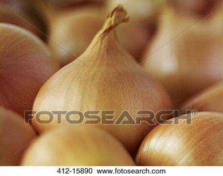 Extreme close up of whole white onions View Large Photo Image Stock Image - Extreme close up of whole white onions. Fotosearch