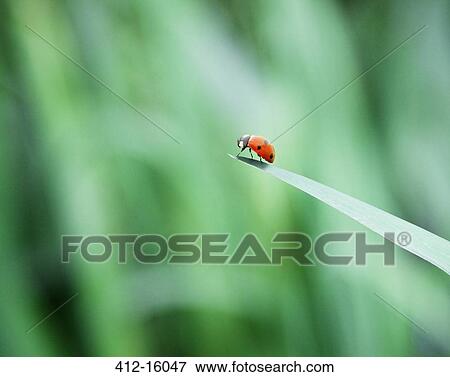 Ladybug on tip of leaf View Large Photo Image Stock Photo - Ladybug on tip of leaf. Fotosearch