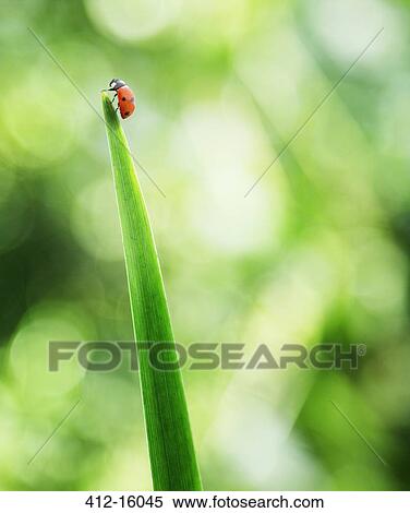 Stock Photography - Ladybug on tip of leaf. Fotosearch