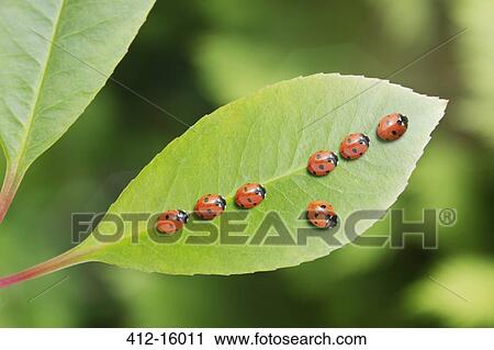 Ladybug standing out from the crowd on leaf View Large Photo Image Stock Image - Ladybug standing out from the crowd on leaf. Fotosearch