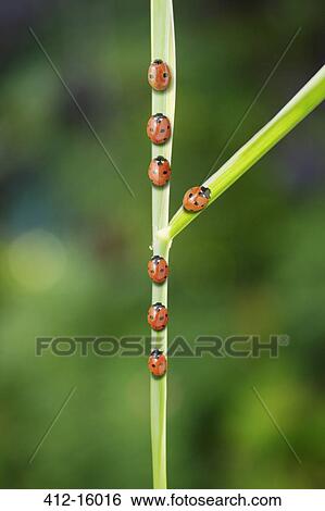 Ladybug taking fork in the road on leaf View Large Photo Image Stock Photograph - Ladybug taking fork in the road on leaf. Fotosearch