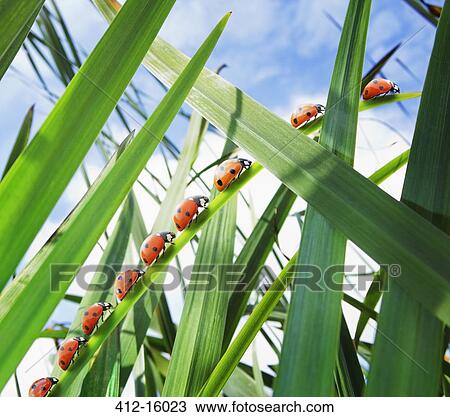 Ladybugs crawling up leaf View Large Photo Image Stock Image - Ladybugs crawling up leaf. Fotosearch