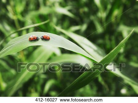 Ladybugs face to face on leaf View Large Photo Image Stock Photo - Ladybugs face to face on leaf. Fotosearch
