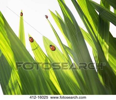 Ladybugs on leaves View Large Photo Image Stock Photography - Ladybugs on leaves. Fotosearch