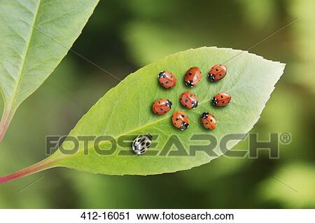 Unique ladybug standing out from the crowd on leaf View Large Photo Image Stock Image - Unique ladybug standing out from the crowd on leaf. Fotosearch