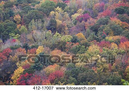 Autumn leaves on trees View Large Photo Image Stock Photo - Autumn leaves on trees. Fotosearch