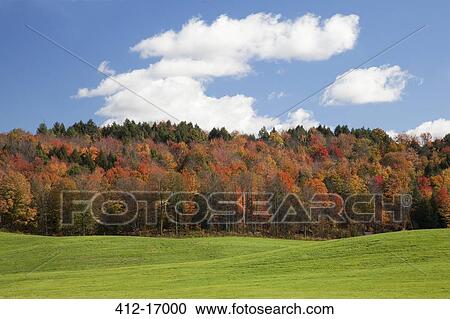 Autumn trees, Adirondacks, New York, United States View Large Photo Image Stock Image - Autumn trees, Adirondacks, New York, United States. Fotosearch
