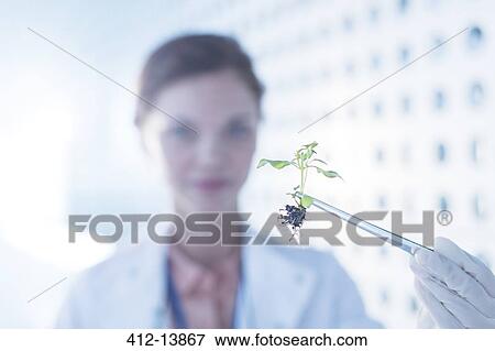 Stock Photo - Botanist holding plant with tweezers. Fotosearch