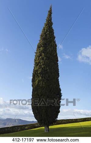 Cypress tree, Andaluca, Spain View Large Photo Image Stock Photo - Cypress tree, Andaluca, Spain. Fotosearch