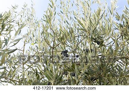 Stock Image - Olive tree. Fotosearch
