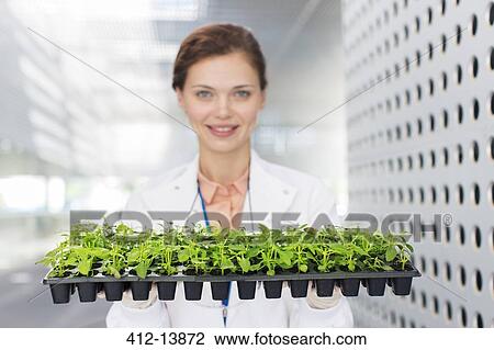 Portrait of botanist holding tray of plant saplings View Large Photo Image Stock Image - Portrait of botanist holding tray of plant saplings. Fotosearch