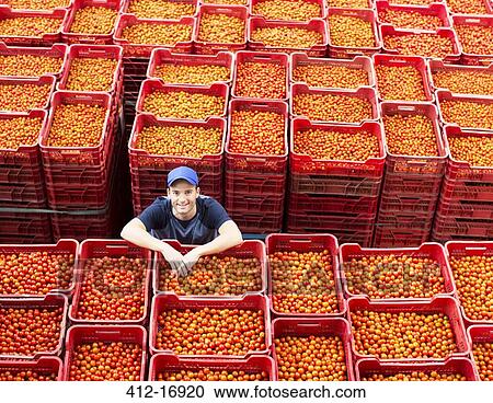 Portrait of worker standing among tomato crates View Large Photo Image Stock Image - Portrait of worker standing among tomato crates. Fotosearch