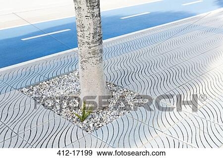 Tree growing on urban sidewalk View Large Photo Image Stock Photo - Tree growing on urban sidewalk. Fotosearch