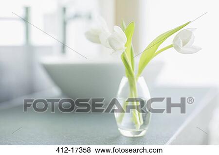 White tulips in bud vase in bathroom View Large Photo Image Stock Photo - White tulips in bud vase in bathroom. Fotosearch