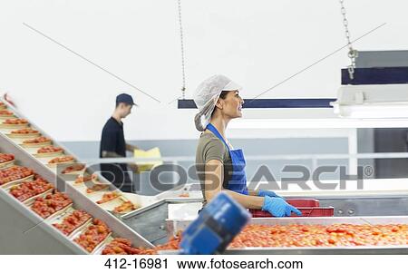 Worker carrying crate of tomatoes in food processing plant View Large Photo Image Stock Image - Worker carrying crate of tomatoes in food processing plant. Fotosearch