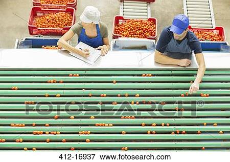 Stock Photo - Workers examining tomatoes at conveyor belt in food processing plant. Fotosearch