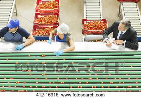 Workers processing tomatoes in food processing plant View Large Photo Image Stock Photograph - Workers processing tomatoes in food processing plant. Fotosearch