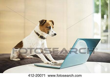 Dog working on laptop in office View Large Photo Image Stock Image - Dog working on laptop in office. Fotosearch