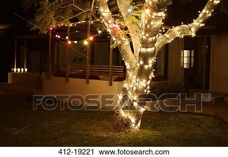 Tree lit up at night in backyard View Large Photo Image Stock Image - Tree lit up at night in backyard. Fotosearch