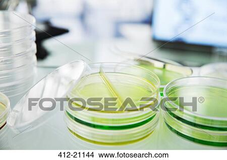Close up of cultures in petri dishes on counter in lab View Large Photo Image Picture - Close up of cultures in petri dishes on counter in lab. Fotosearch