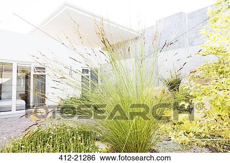 Stock Photograph - Close up of tall reeds in backyard landscaping. Fotosearch