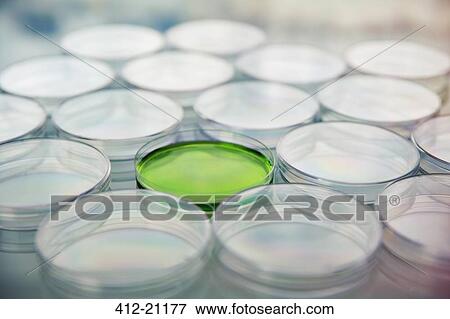 Green cultures in petri dish among empty dishes in lab View Large Photo Image Stock Photo - Green cultures in petri dish among empty dishes in lab. Fotosearch