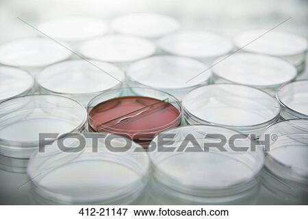 Red cultures in petri dish among empty dishes in lab View Large Photo Image Stock Photo - Red cultures in petri dish among empty dishes in lab. Fotosearch