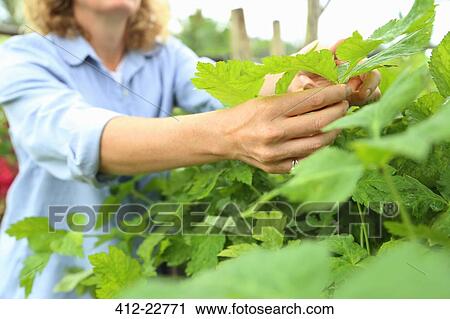 Stock Image - Close-up of hands of woman inspecting plants growing in garden. Fotosearch