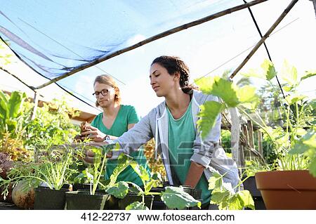 Couple working in greenhouse, seedlings in foreground View Large Photo Image Stock Photo - Couple working in greenhouse, seedlings in foreground. Fotosearch