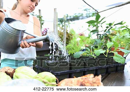 Girl watering potted seedlings with watering can in greenhouse View Large Photo Image Stock Photography - Girl watering potted seedlings with watering can in greenhouse . Fotosearch
