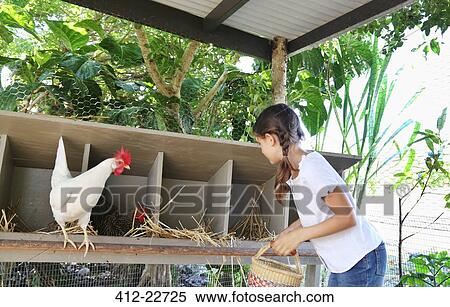 Girl with basket searching for eggs in chicken coop View Large Photo Image Stock Photography - Girl with basket searching for eggs in chicken coop. Fotosearch