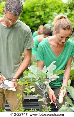 Man and woman inspecting plants in vegetable garden View Large Photo Image Stock Photo - Man and woman inspecting plants in vegetable garden. Fotosearch