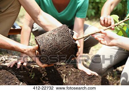 Stock Image - People planting tree in garden. Fotosearch