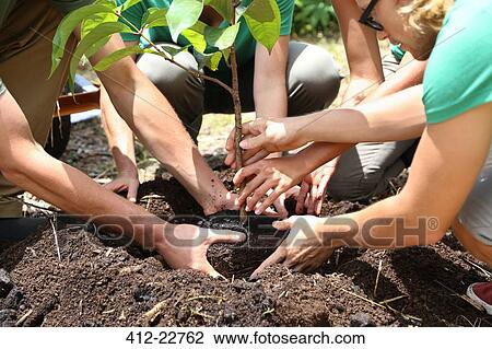 People planting tree seedling together View Large Photo Image Stock Image - People planting tree seedling together. Fotosearch