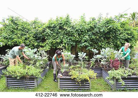 People taking care of plants in community garden View Large Photo Image Stock Photograph - People taking care of plants in community garden. Fotosearch