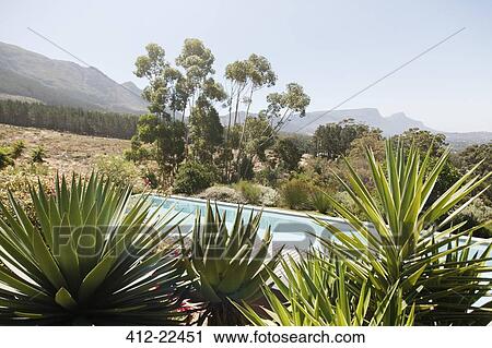 Swimming pool with aloe plants in foreground in hilly landscape View Large Photo Image Stock Image - Swimming pool with aloe plants in foreground in hilly landscape. Fotosearch