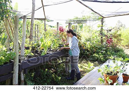 Picture - Woman gardening in greenhouse. Fotosearch