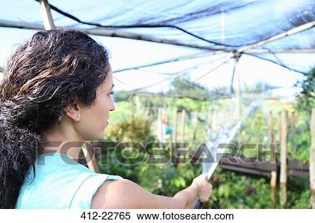 Woman watering plants in greenhouse with garden hose View Large Photo Image Stock Photography - Woman watering plants in greenhouse with garden hose. Fotosearch