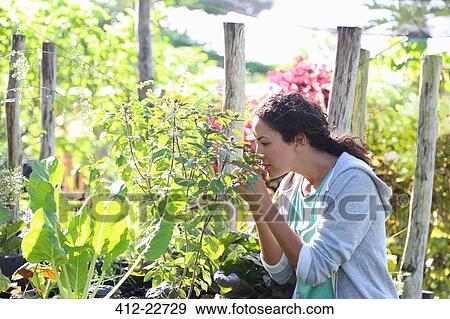 Young woman smelling flowers in sunny garden View Large Photo Image Stock Photo - Young woman smelling flowers in sunny garden. Fotosearch