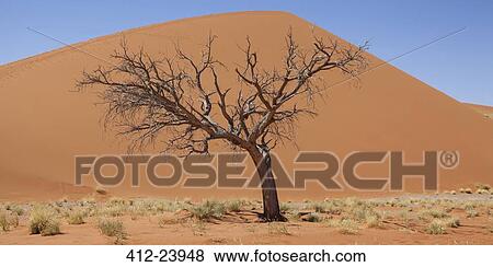 Stock Photo - View of bare tree, dry grass and sand dune in sunny desert. Fotosearch