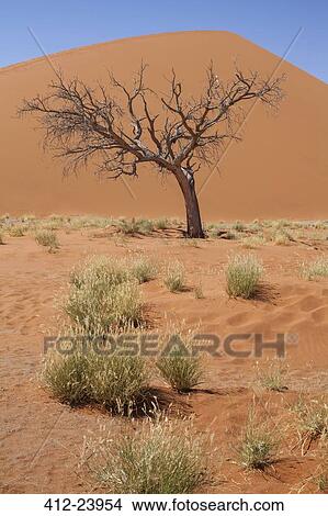 Picture - View of bare tree, grass, sand dune and blue sky in sunny desert. Fotosearch
